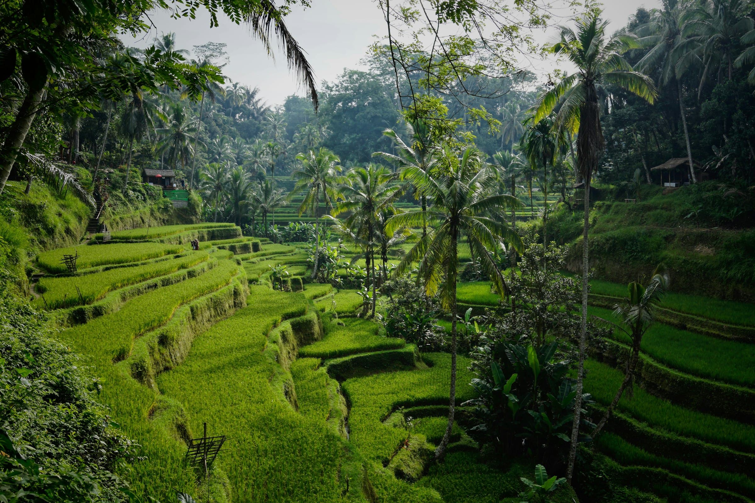 Emerald rice terraces in Bali